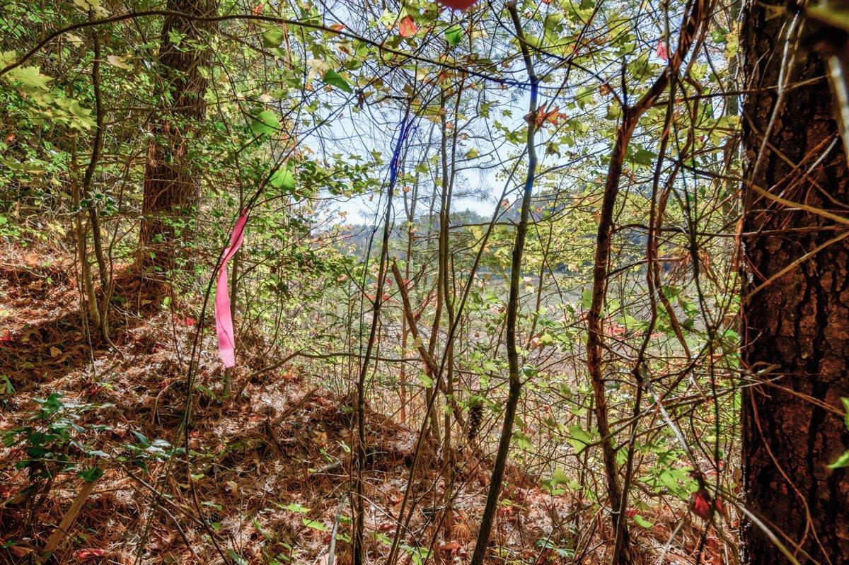 190 Basin Creek Road Reliance, TN 37369 - Photo 28 of 30 190 Basin Creek Road Flagged Boundaries