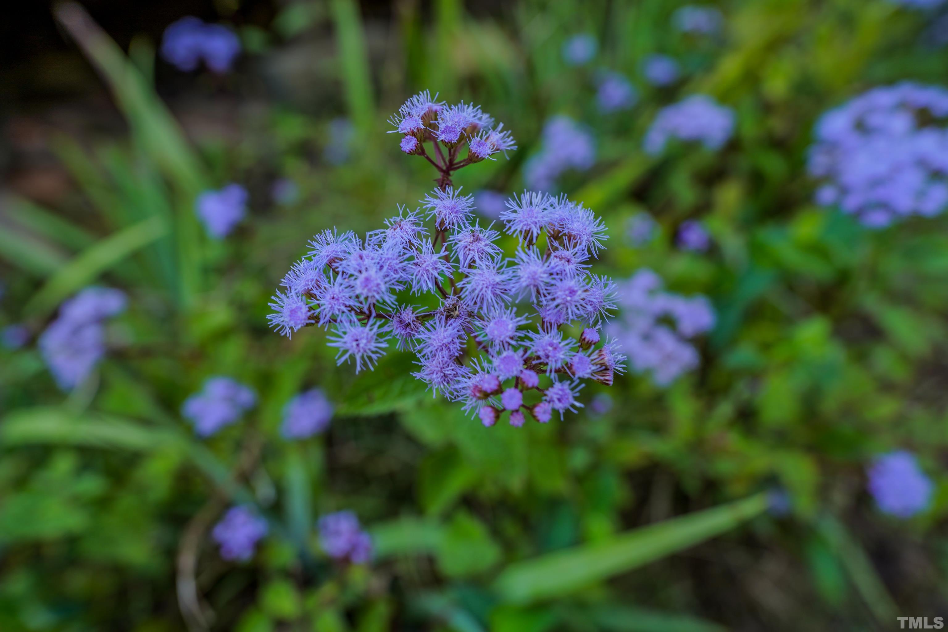 3640 Old Allensville Road Roxboro, NC 27574 - Photo 10 of 94 a view of a flower
