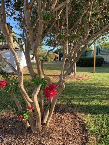 a view of a flower in a garden