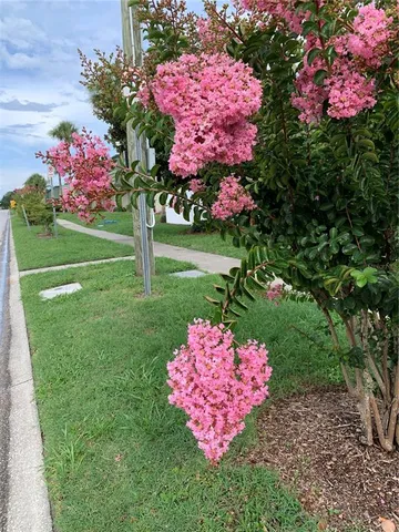 a view of a flower in a garden