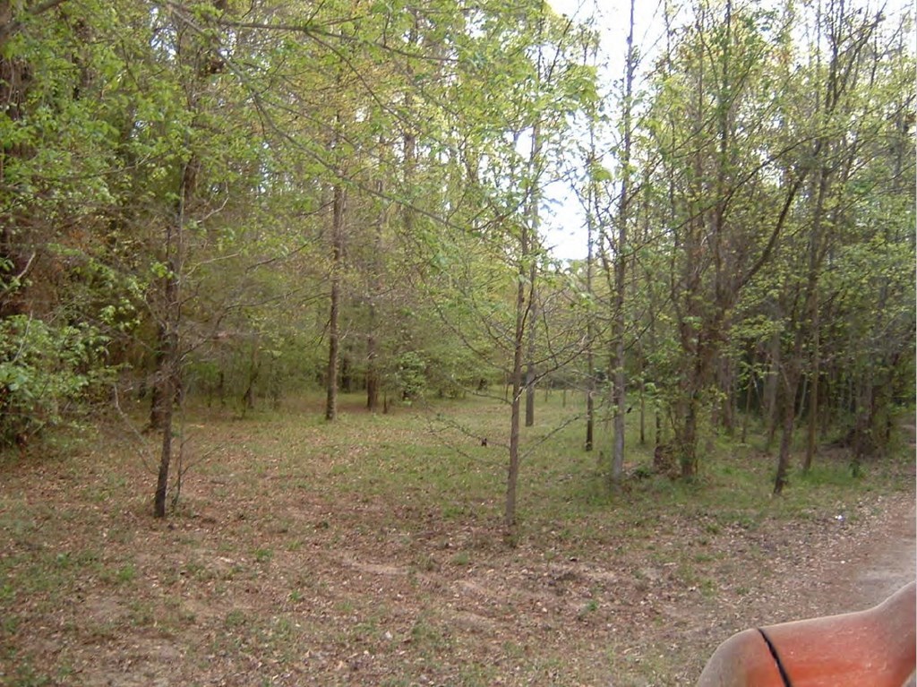 0 Chapman Road Roberta, GA 31078 - Photo 15 of 19 a view of a covered with trees