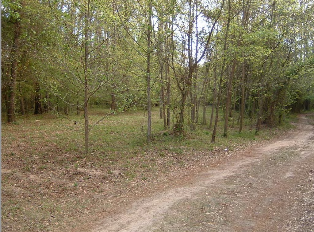 0 Chapman Road Roberta, GA 31078 - Photo 17 of 19 a view of a forest with trees in the background