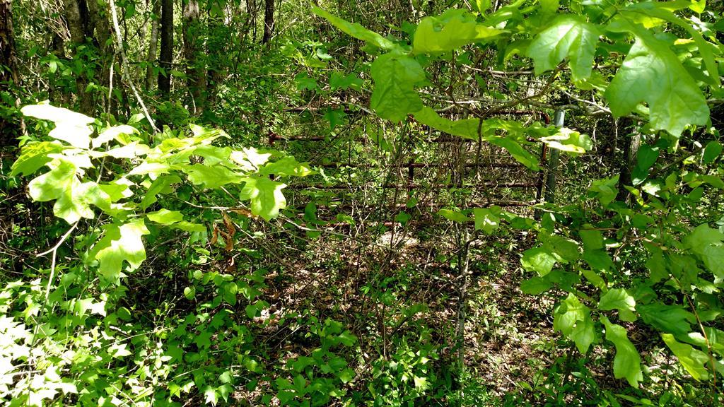 0 Chapman Road Roberta, GA 31078 - Photo 4 of 19 a view of a plant