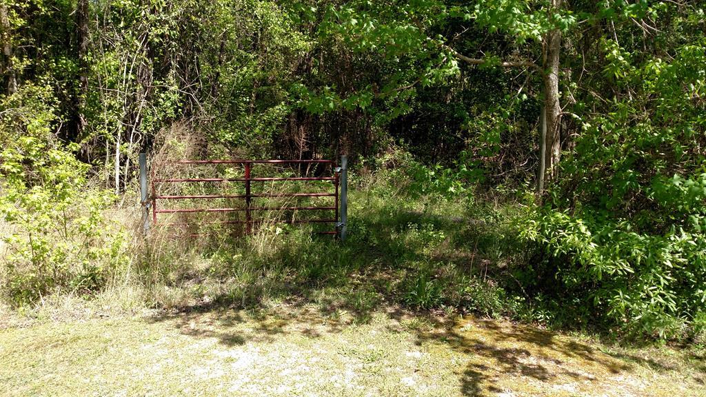 0 Chapman Road Roberta, GA 31078 - Photo 5 of 19 a view of yard with green space