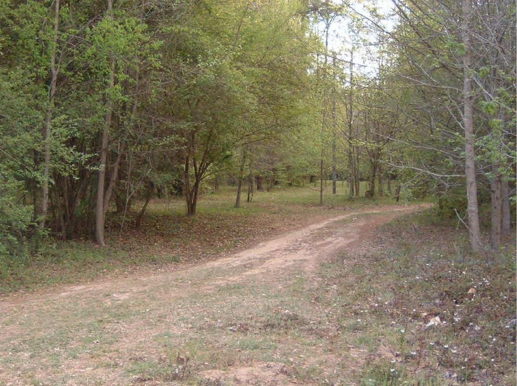 0 Chapman Road Roberta, GA 31078 - Photo 7 of 19 a view of a forest with trees in the background