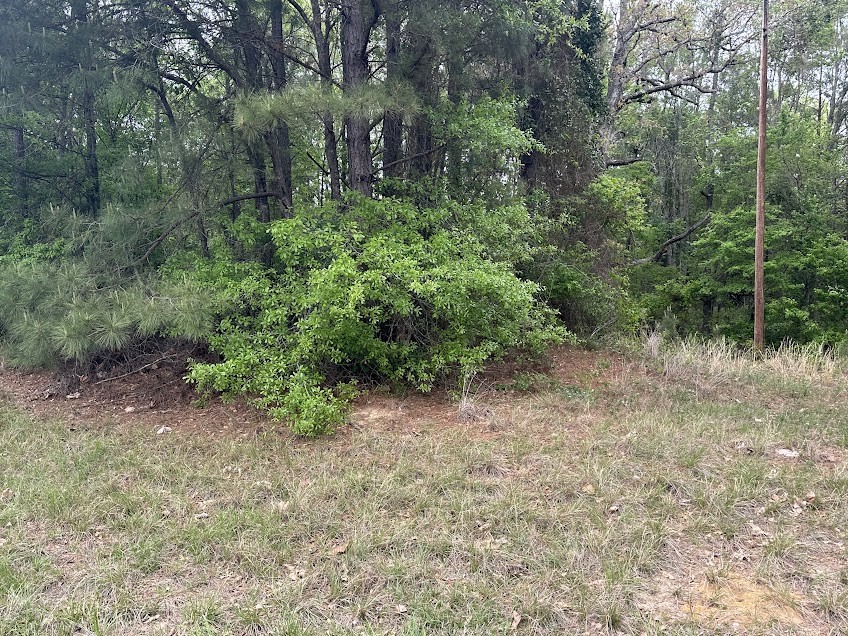 105 Lodge Street Ore City, TX 75683 - Photo 8 of 9 a view of a lush green forest with lots of trees