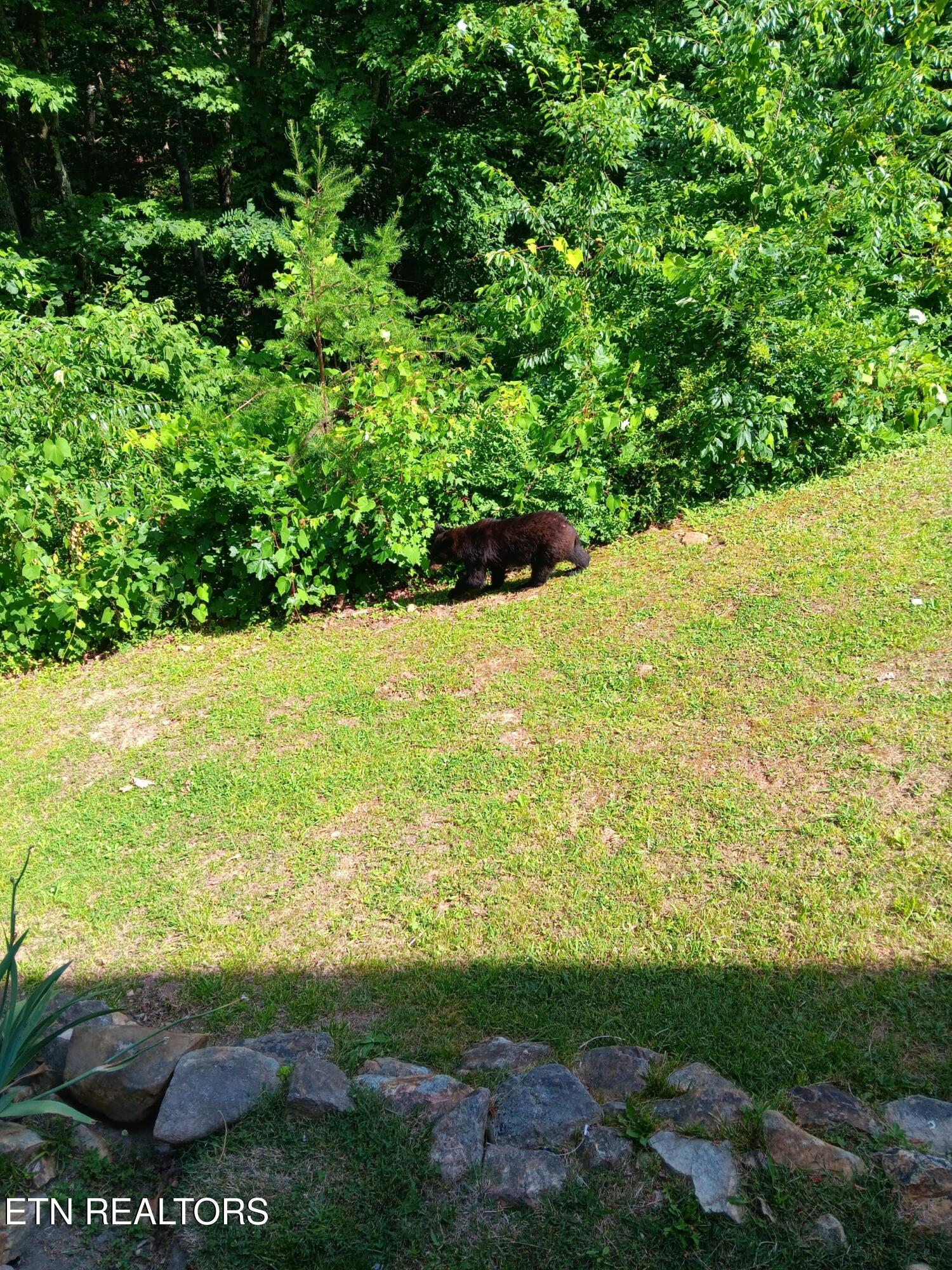 1081 Cove Road, Unit 1011 Sevierville, TN 37876 - Photo 15 of 31 4