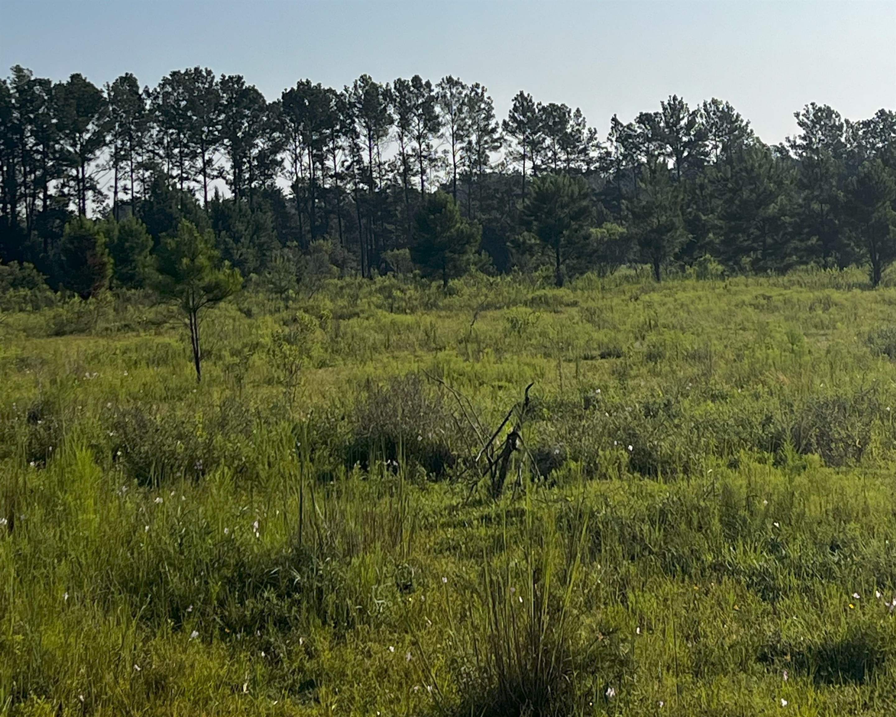 Tbd North Salt Road Monticello, FL 32344 - Photo 3 of 7 Gallery Image 3