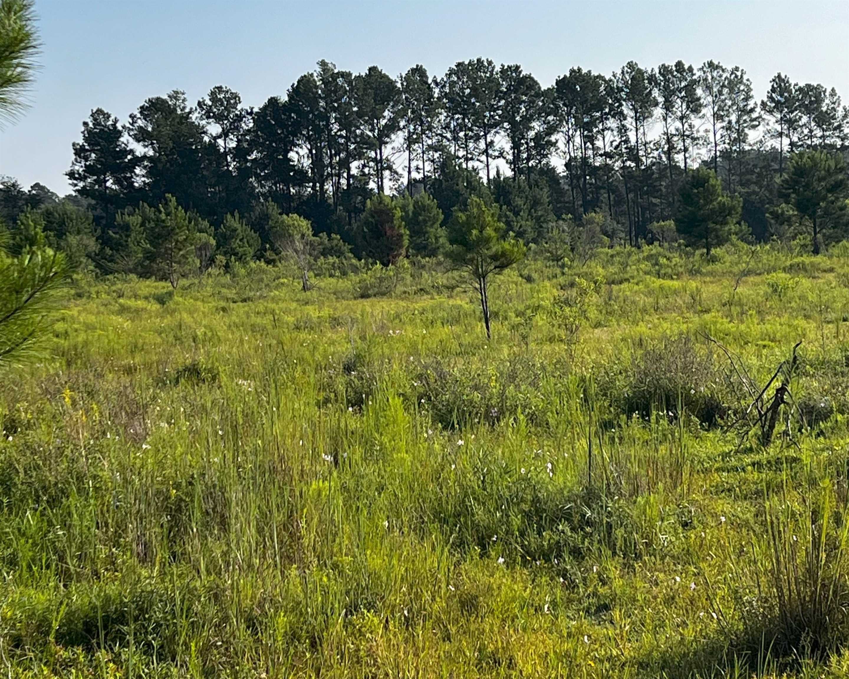 Tbd North Salt Road Monticello, FL 32344 - Photo 6 of 7 Gallery Image 6