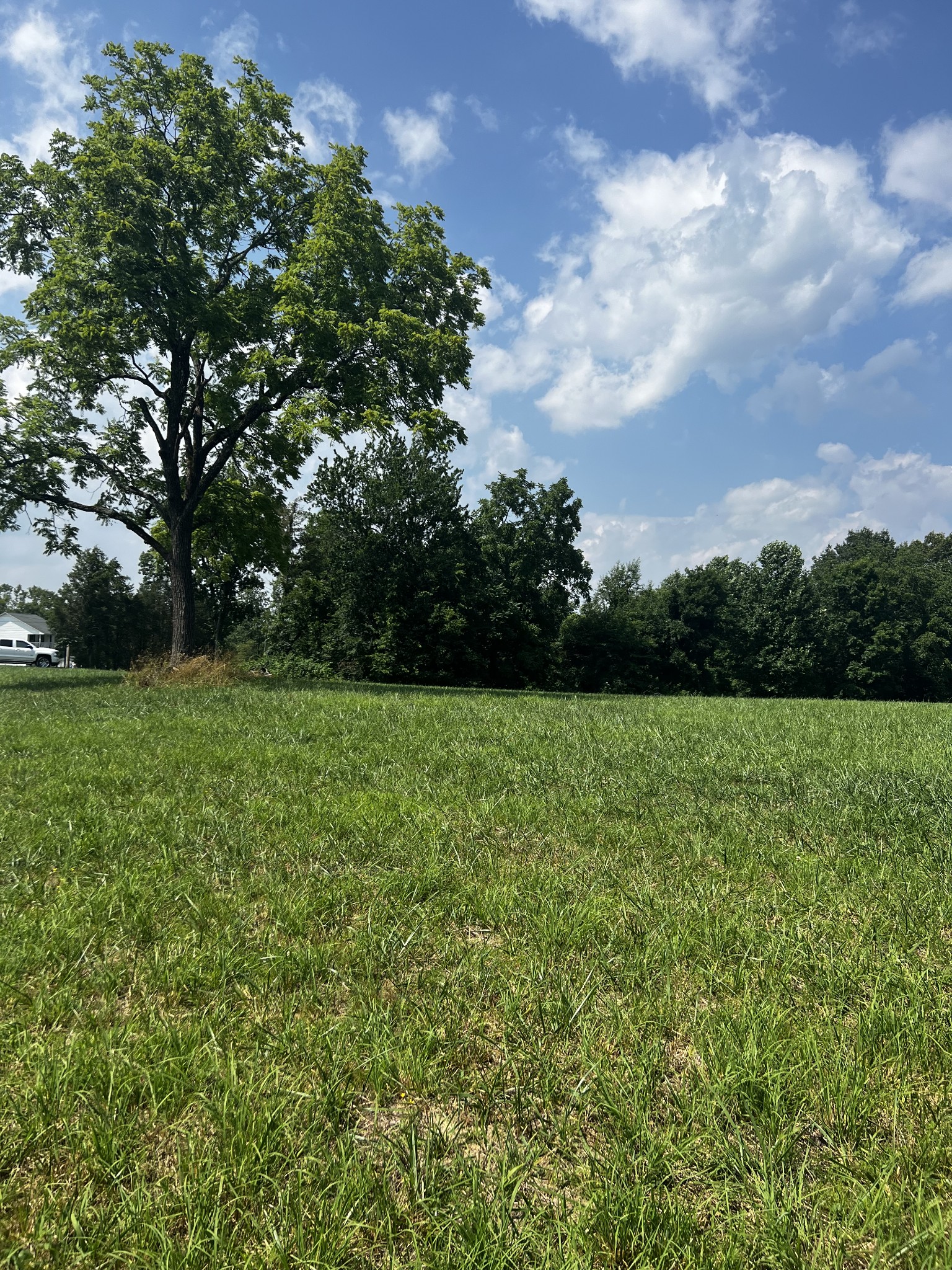 a view of a field with grass and trees