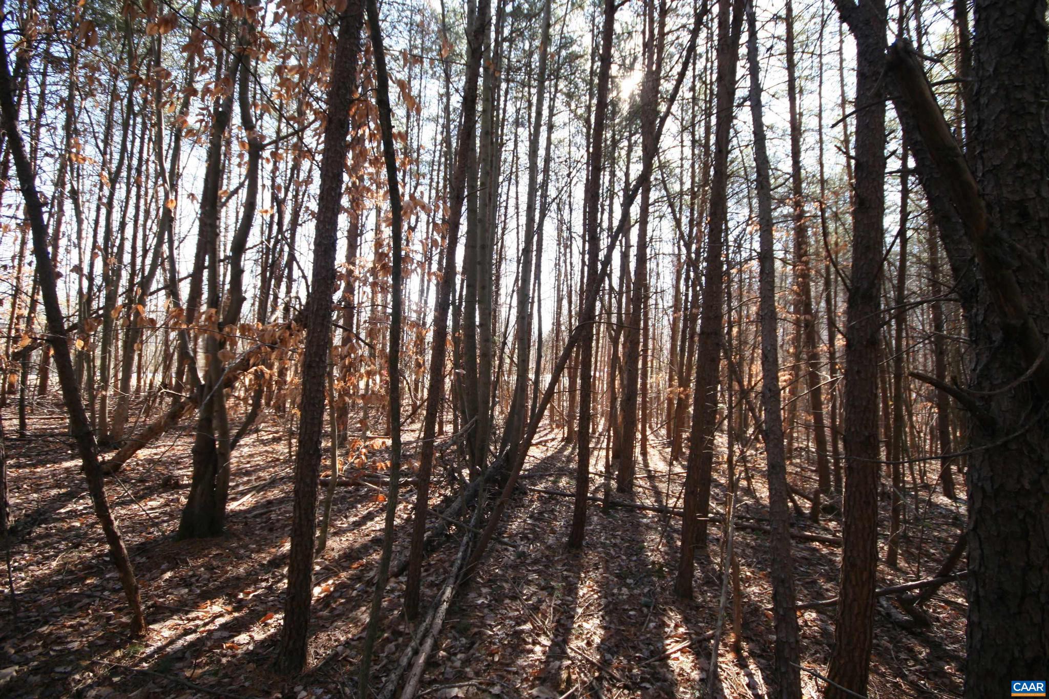 Tba Slate River Mill Road, Unit 2 002 AC Dillwyn, VA 23936 - Photo 22 of 27 a view of forest