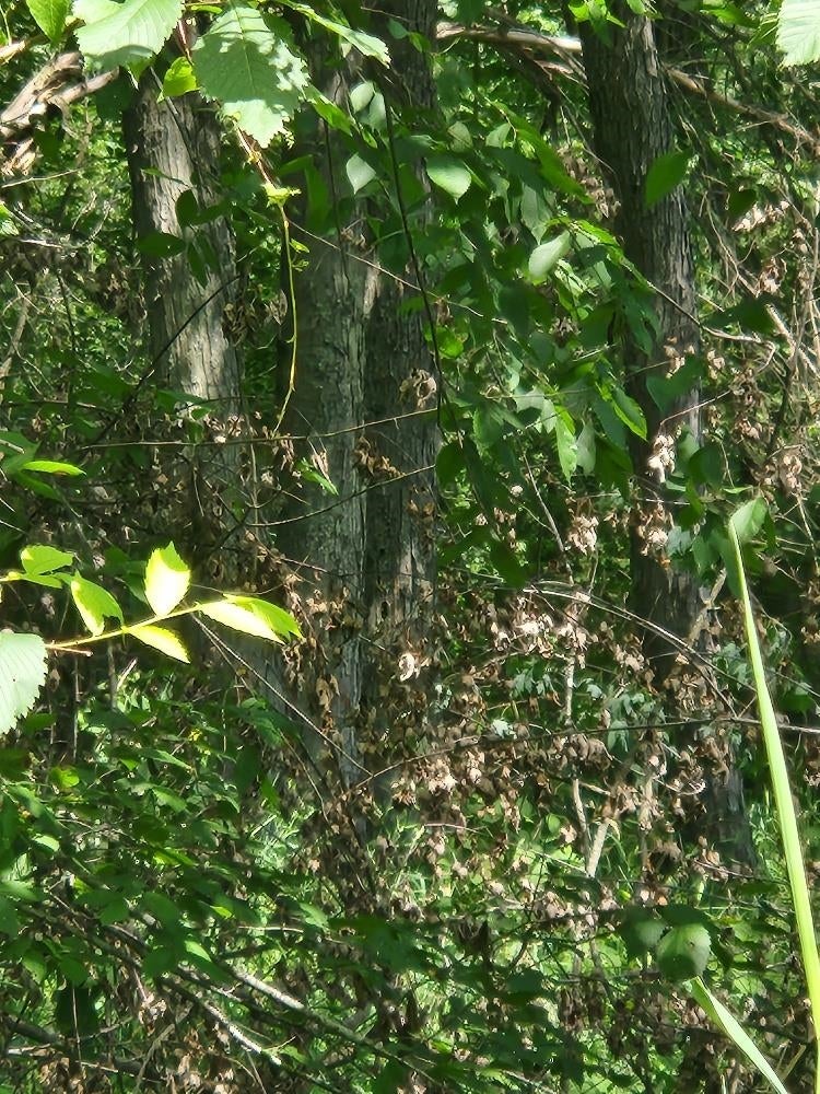On Dietsch Road Athens, WI 54411 - Photo 3 of 7 Gallery Image 3
