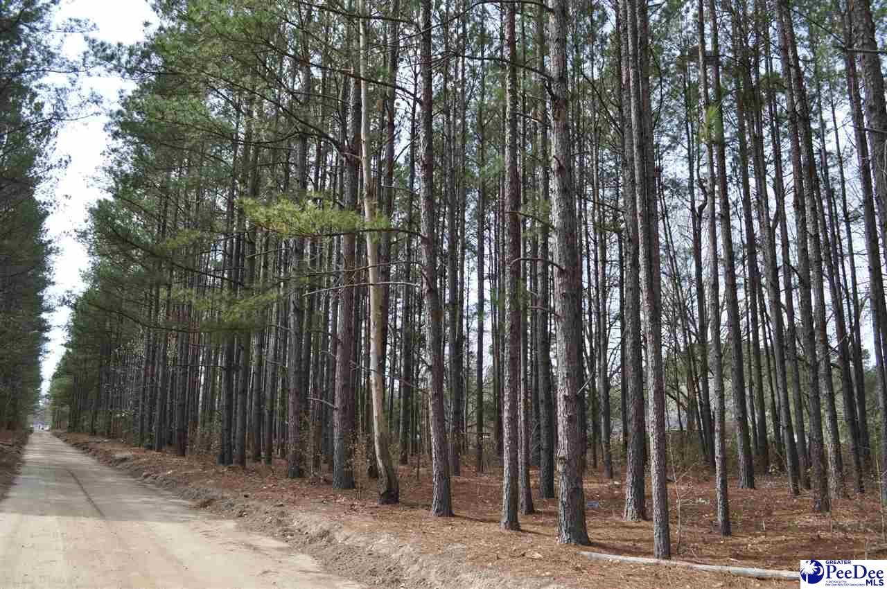Tbd Crater Road Marion, SC 29571 - Photo 5 of 33 Gallery Image 5