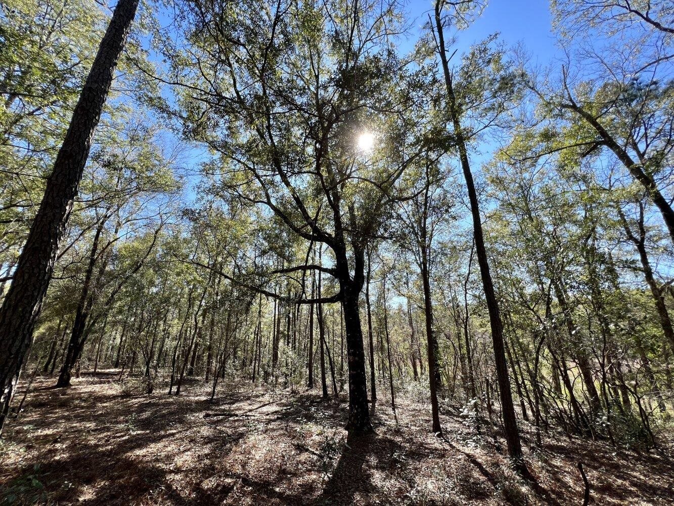 0 Dixon Road Bay Minette, AL 36507 - Photo 50 of 50