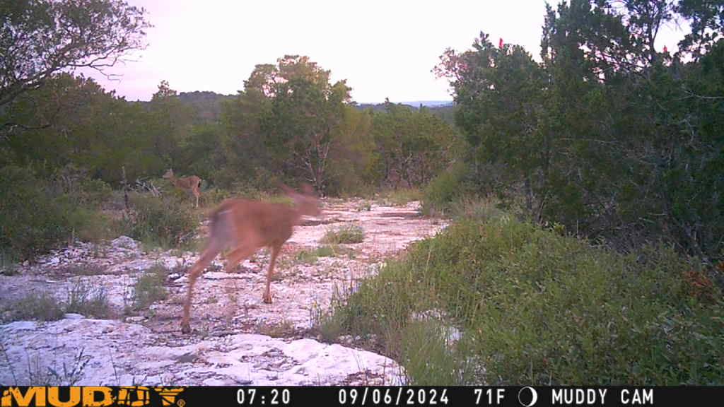 635 County Road 635 Rocksprings, TX 78880 - Photo 18 of 31 A natural landscape with diverse trees and undergrowth, showcasing a habitat rich in wildlife.