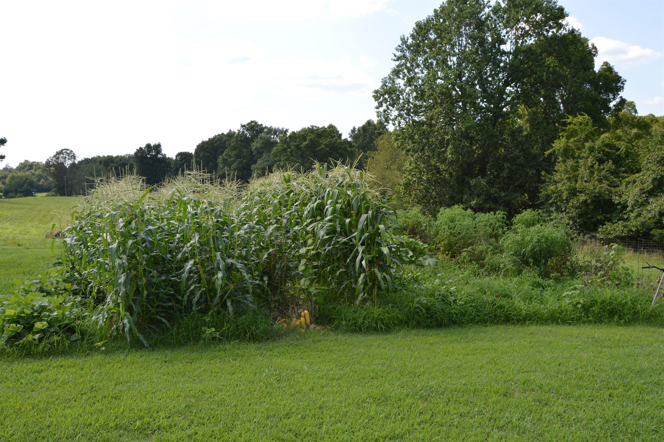 1434 Old Stewart Road Tennessee Ridge, TN 37178 - Photo 17 of 21 a view of a grassy field with trees in the background