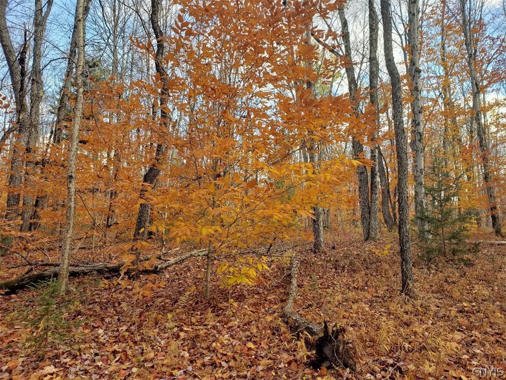 0 Moose River Road Lyons Falls, NY 13368 - Photo 6 of 13 Gallery Image 6
