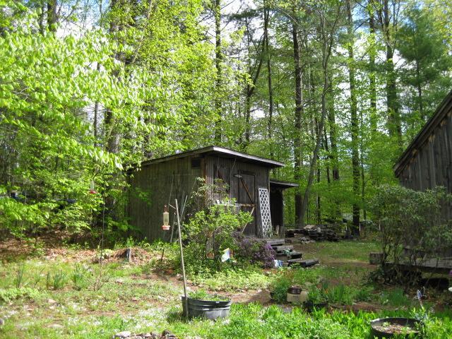 331 West Center Road Otis, MA 01253 - Photo 8 of 8 a backyard of a house with plants and large trees