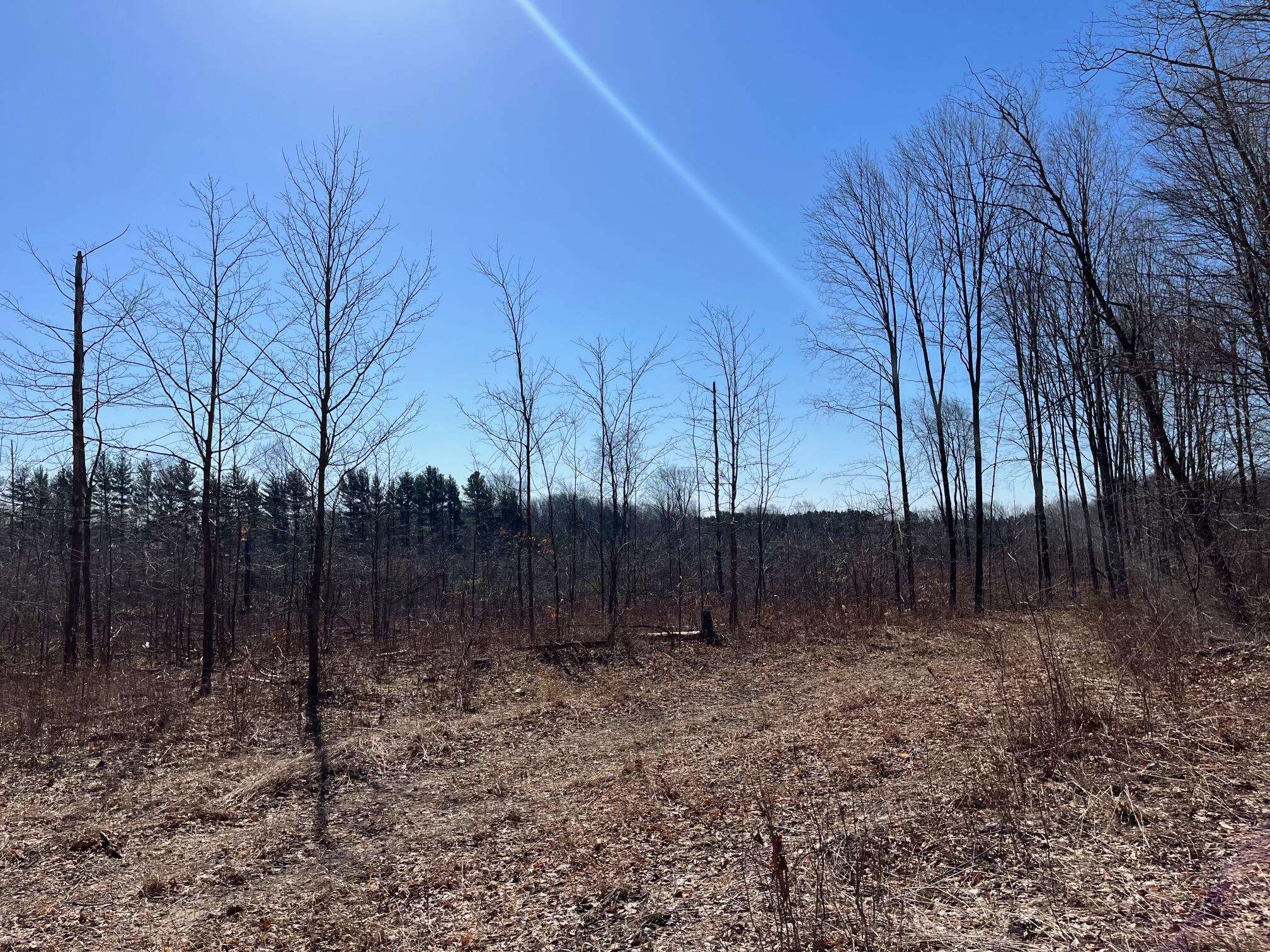 3 King Road, Unit LOT: 3 Benzonia, MI 49616 - Photo 2 of 14