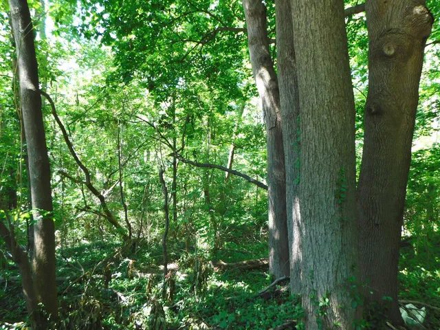 $49,900 | 0 East Napier Avenue, Benton Harbor, MI 49022