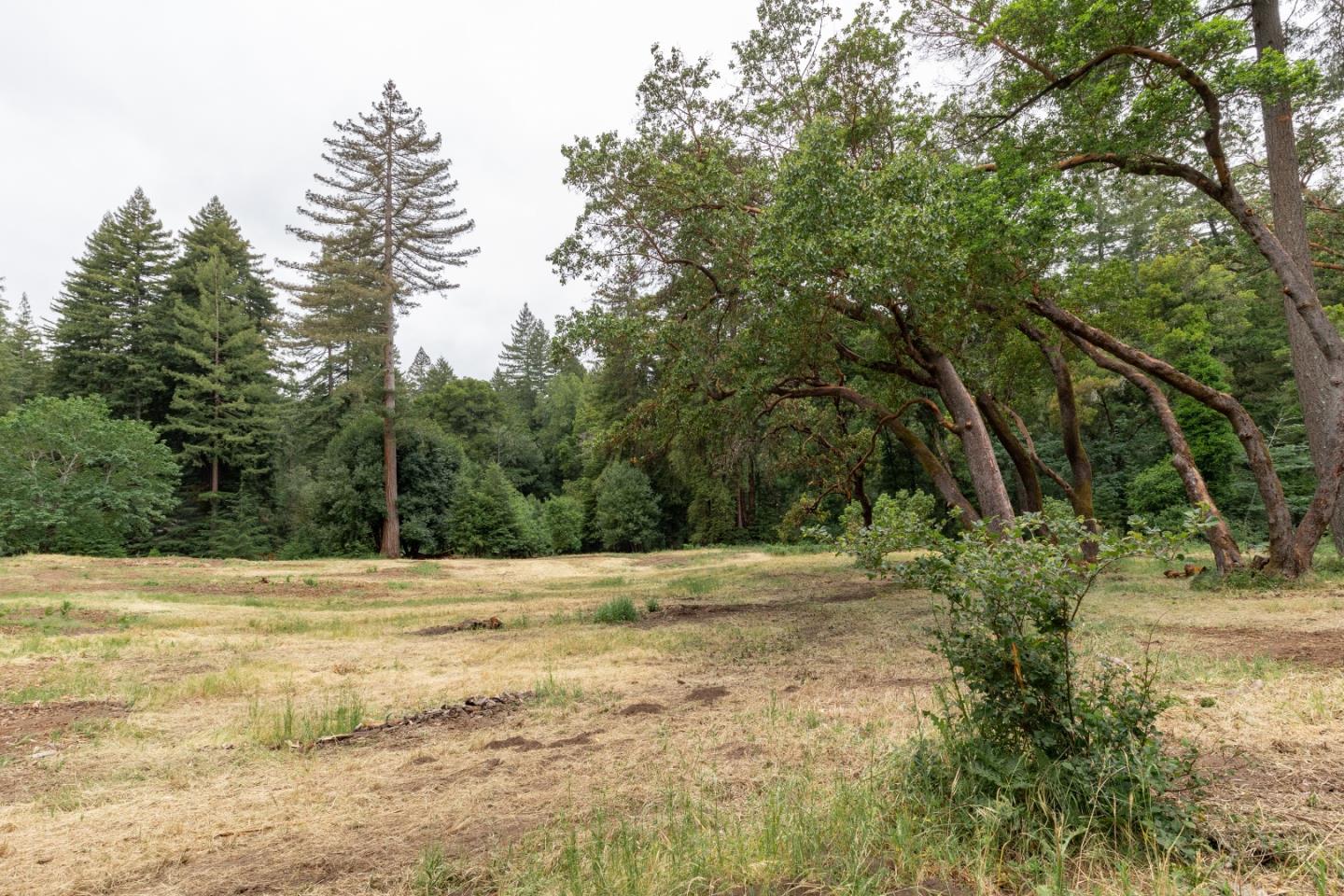 155 Brier Drive Boulder Creek, CA 95006 - Photo 23 of 42 a view of a yard with plants and trees