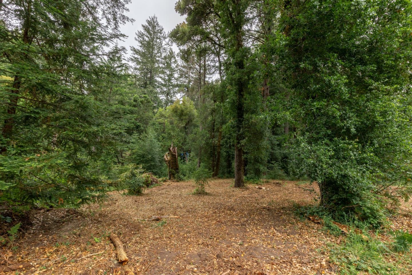 155 Brier Drive Boulder Creek, CA 95006 - Photo 24 of 42 a view of a forest with trees in the background