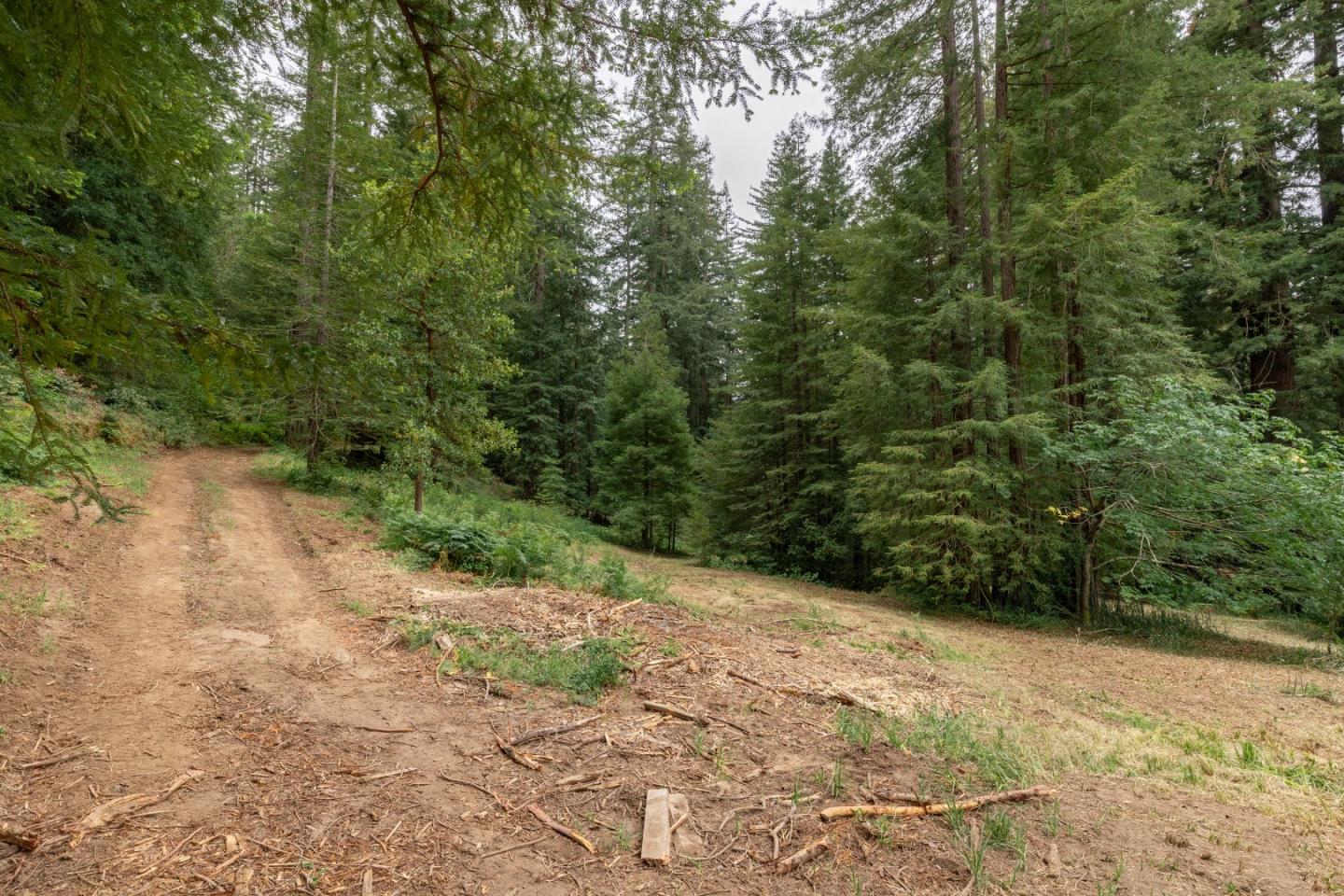 155 Brier Drive Boulder Creek, CA 95006 - Photo 25 of 42 a view of a forest with trees