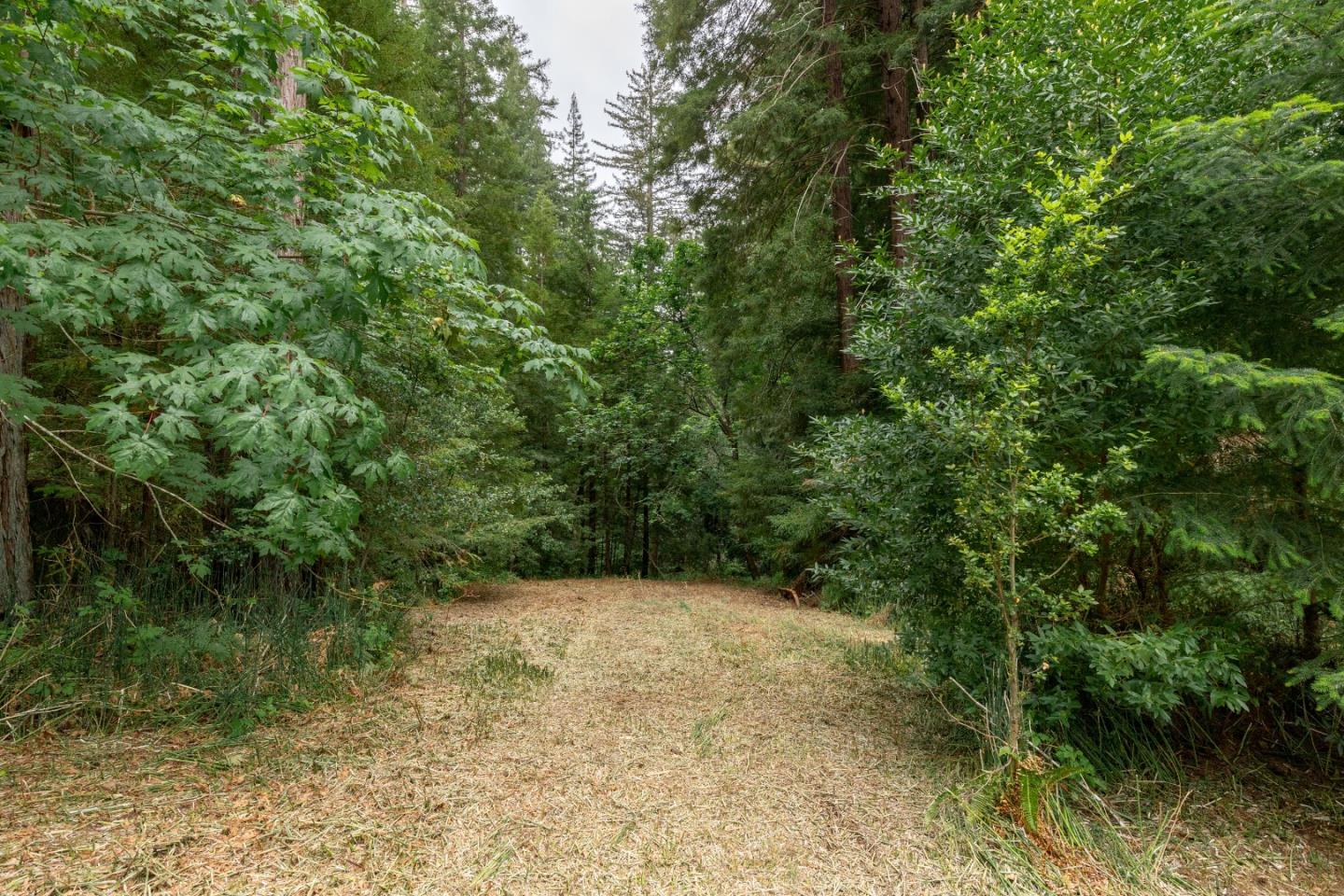 155 Brier Drive Boulder Creek, CA 95006 - Photo 28 of 42 a view of a yard with a tree