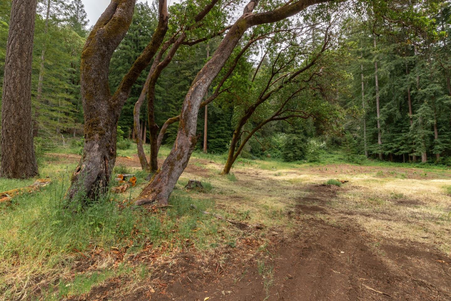 155 Brier Drive Boulder Creek, CA 95006 - Photo 31 of 42 a view of backyard with tree
