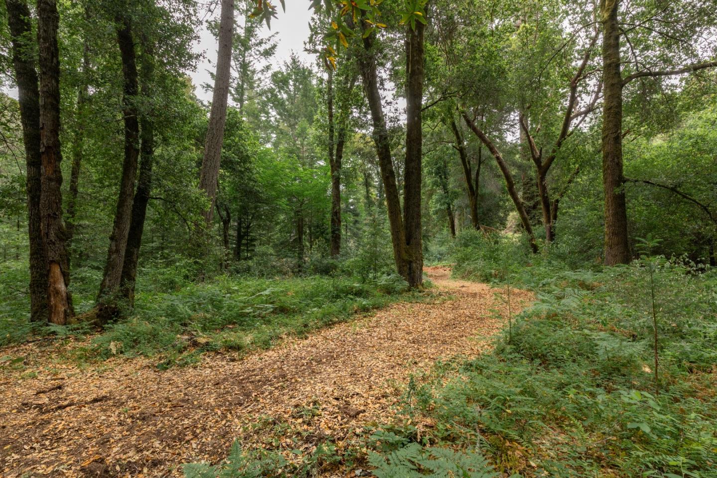 155 Brier Drive Boulder Creek, CA 95006 - Photo 32 of 42 a view of a forest with trees
