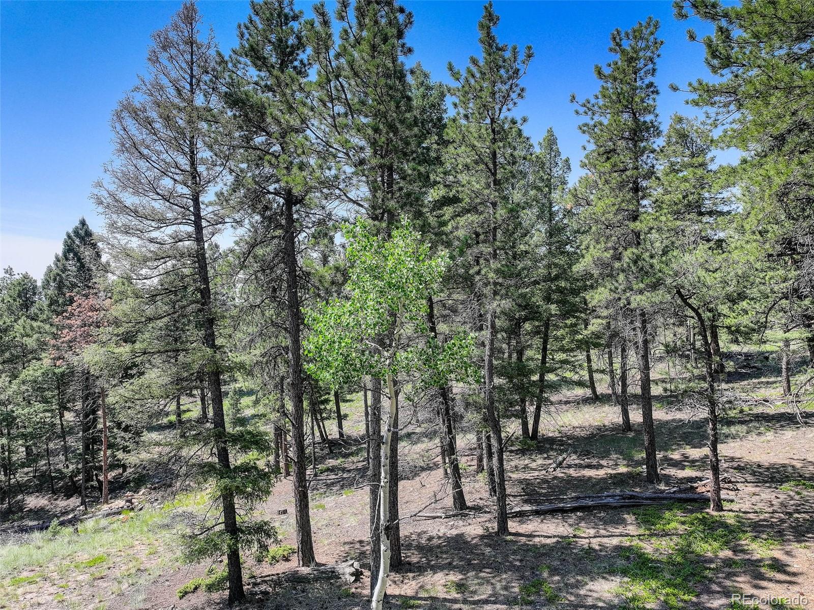 1002 Indian Creek Road Florissant, CO 80816 - Photo 11 of 29