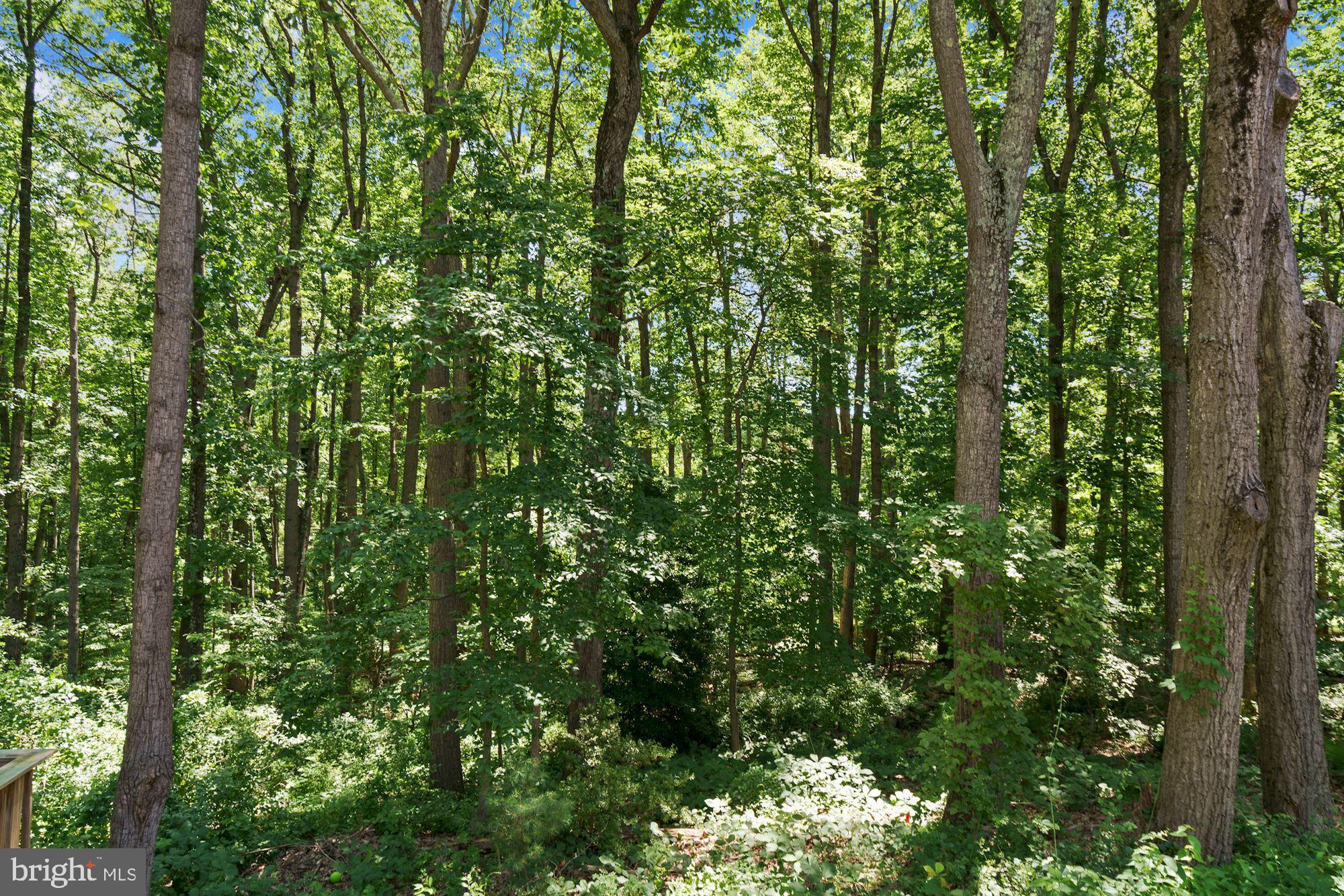 2119 Thomas View Road Reston, VA 20191 - Photo 39 of 41 a view of a lush green forest