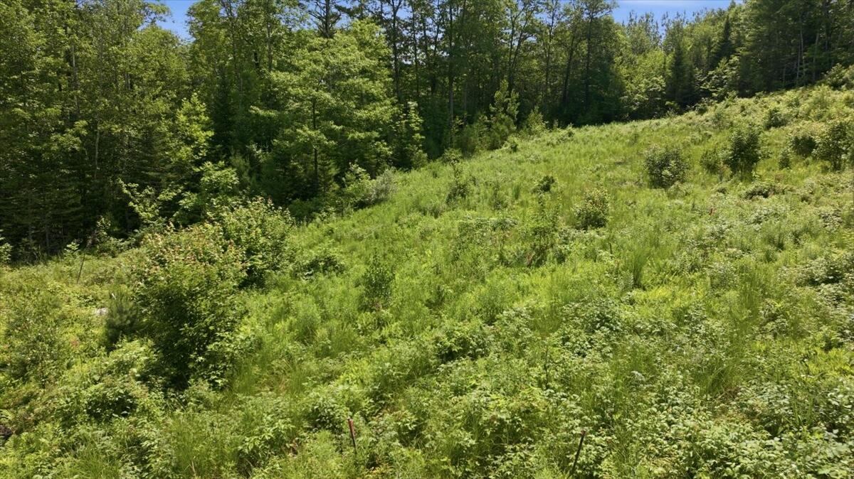 273 Wiley Road Greene, ME 04236 - Photo 13 of 21 Lot from road