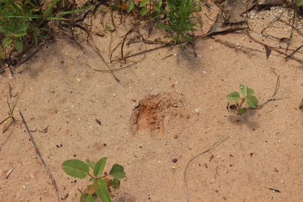 a plant that is in the middle of a yard