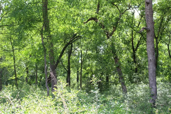 a view of a lush green forest