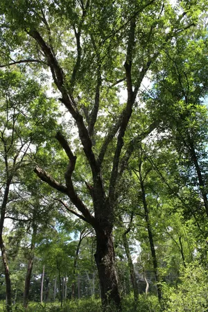 a view of a lush green forest