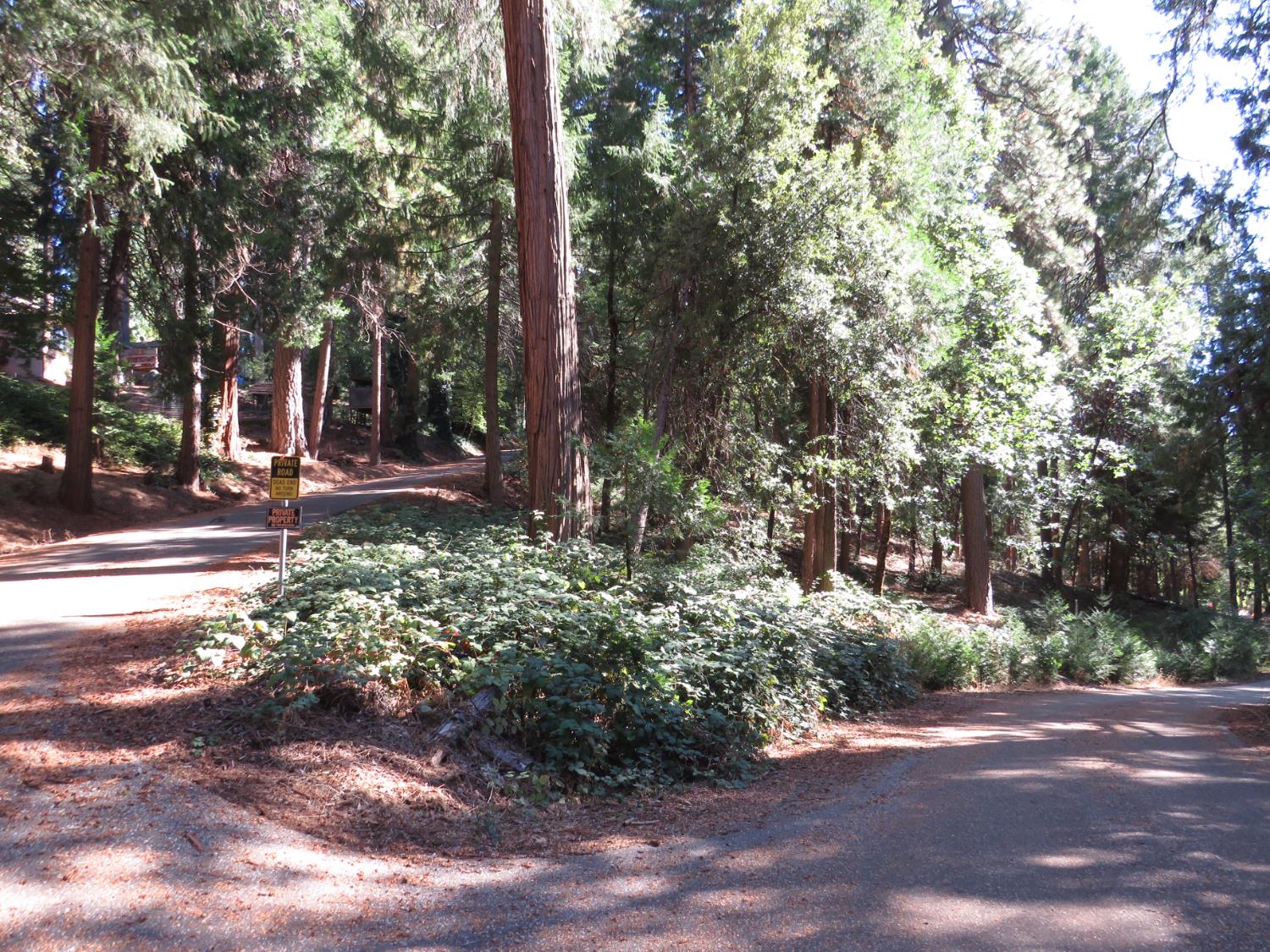 172 Sylvan Road Colfax, CA 95713 - Photo 6 of 19 a view of a yard with plants and trees