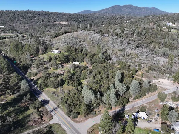 a view of a forest with a tree