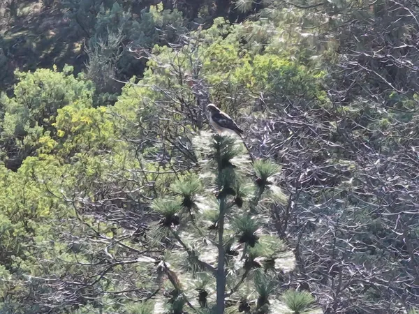 a view of house with a big yard and large trees
