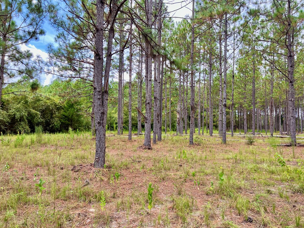 202-acres Columbus Holley Road Samson, AL 36477 - Photo 32 of 50
