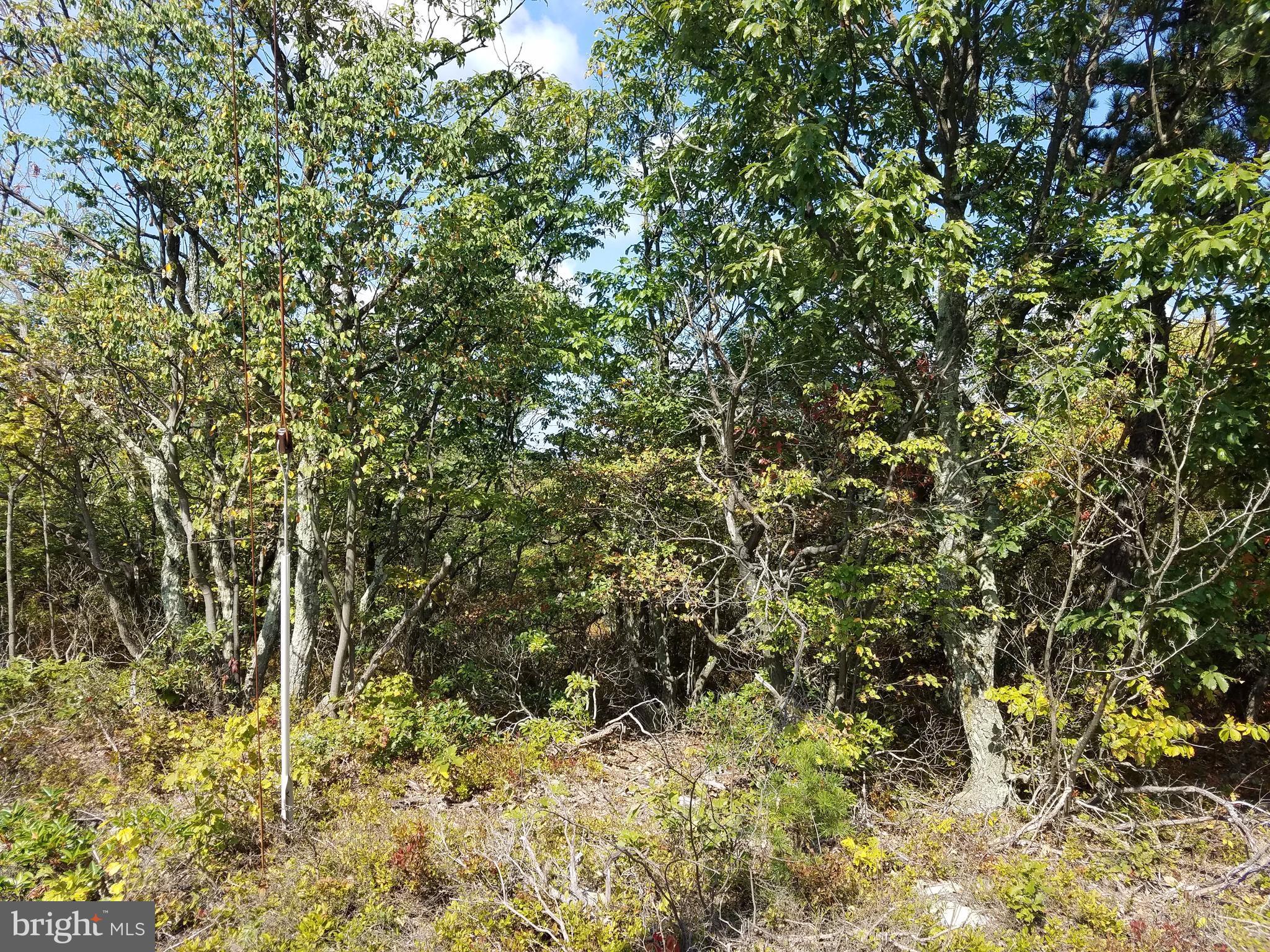 Timber Ridge Trail Winchester, VA 22602 - Photo 4 of 11 Wooded level lot toward the road