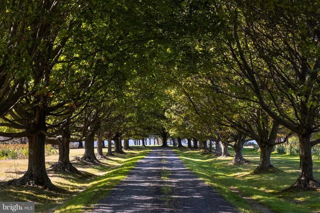 a view of a park with large trees