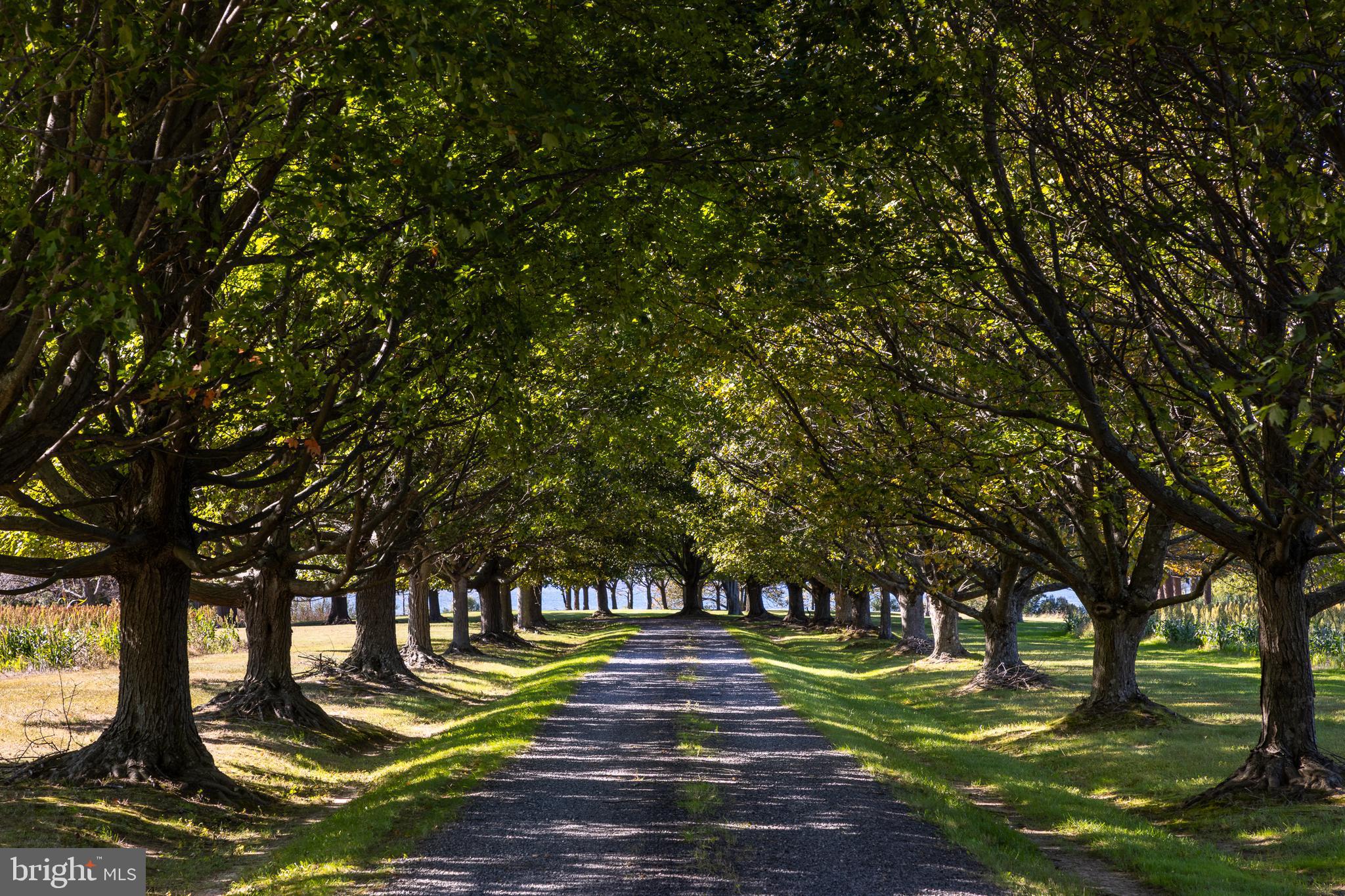 5084 Ferry Neck Road Royal Oak, MD 21662 - Photo 2 of 58 a view of a park with large trees