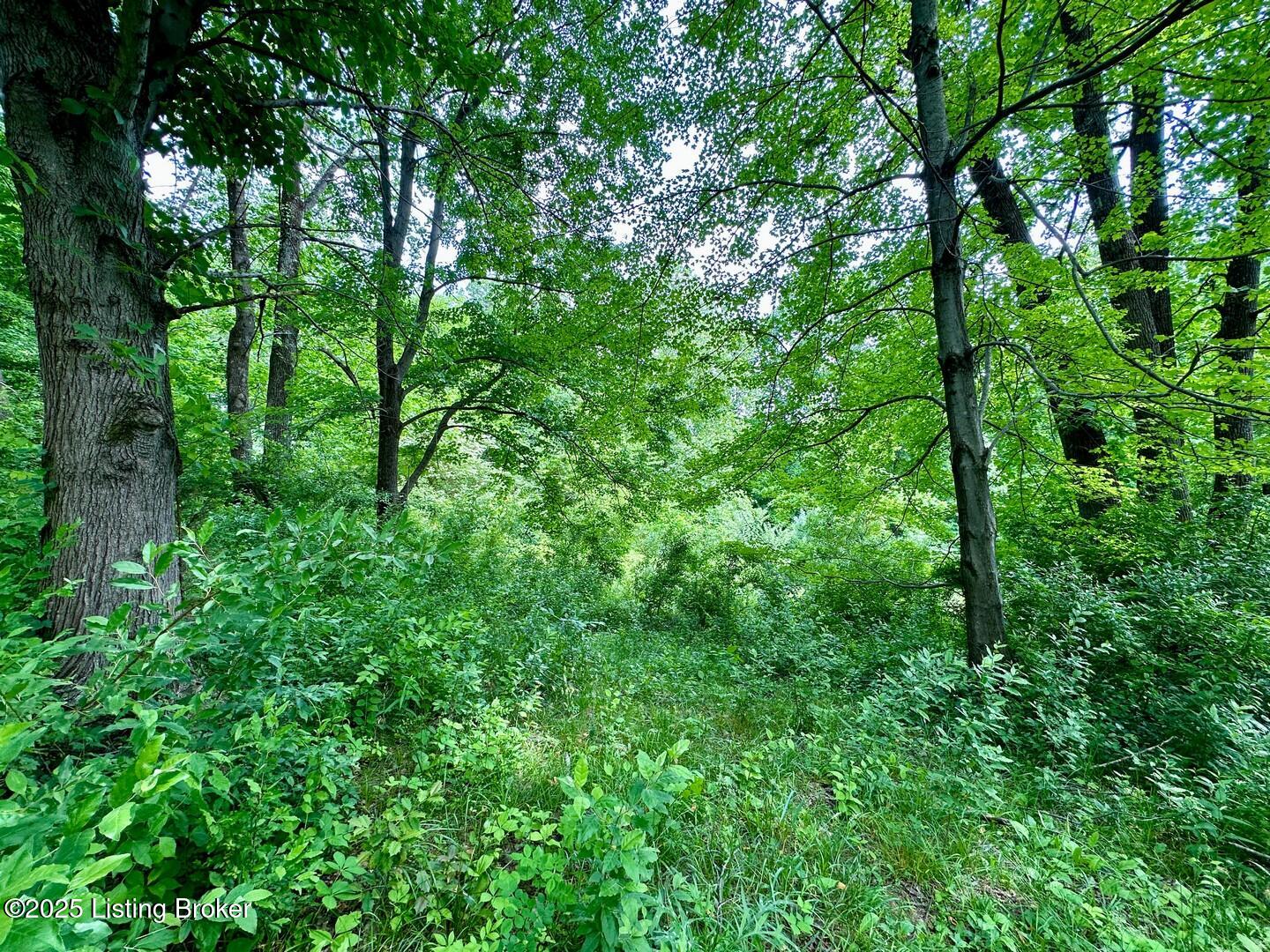 1371 Sunbeam Road Leitchfield, KY 42754 - Photo 8 of 16 0 Sunbeam Rd1
