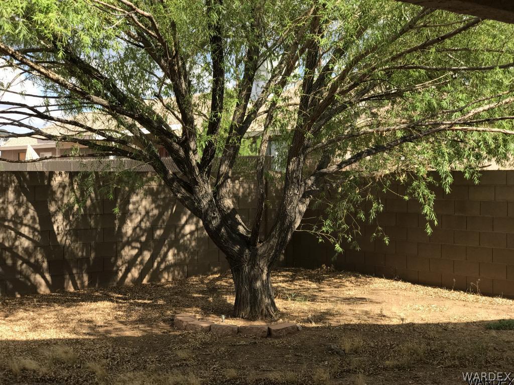 3636 North Verdugo Road Kingman, AZ 86409 - Photo 25 of 28 Shade Tree in Back Yard