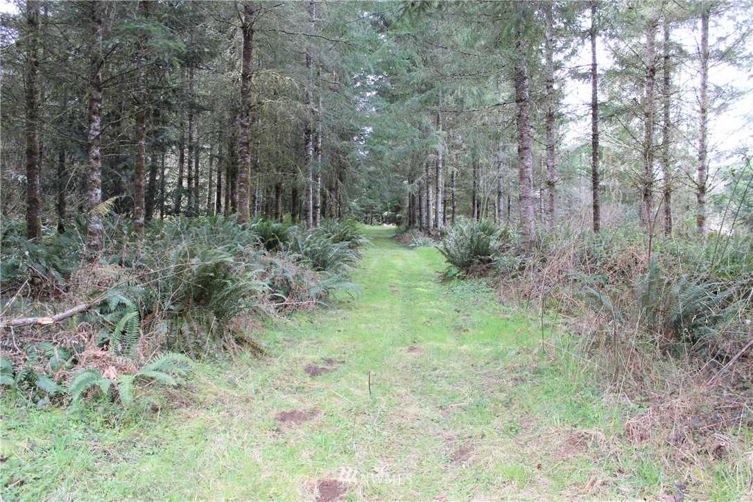 9344 Lundeen Road Southwest Rochester, WA 98579 - Photo 32 of 40 a view of a lush green forest