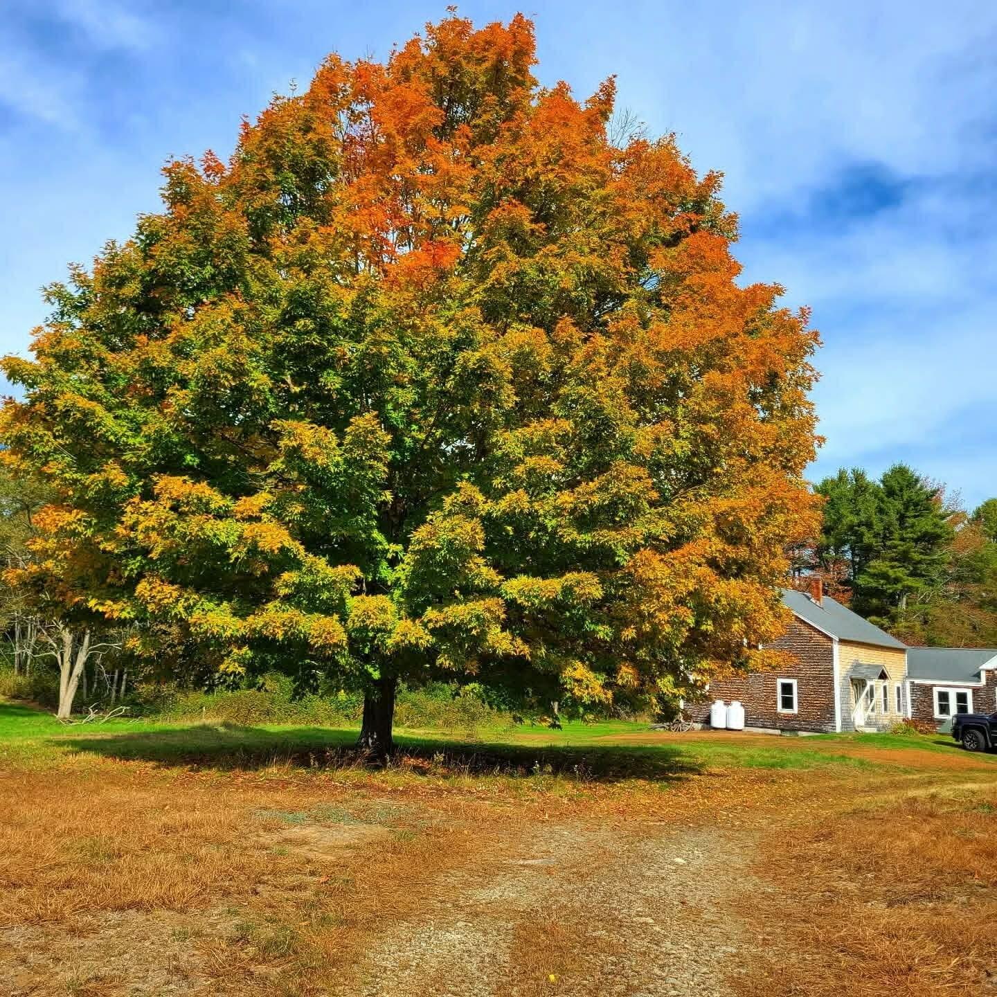 83 Marsh Road Belfast, ME 04915 - Photo 6 of 32 8d906ed8-47b3-4691-9899-104187b9caed