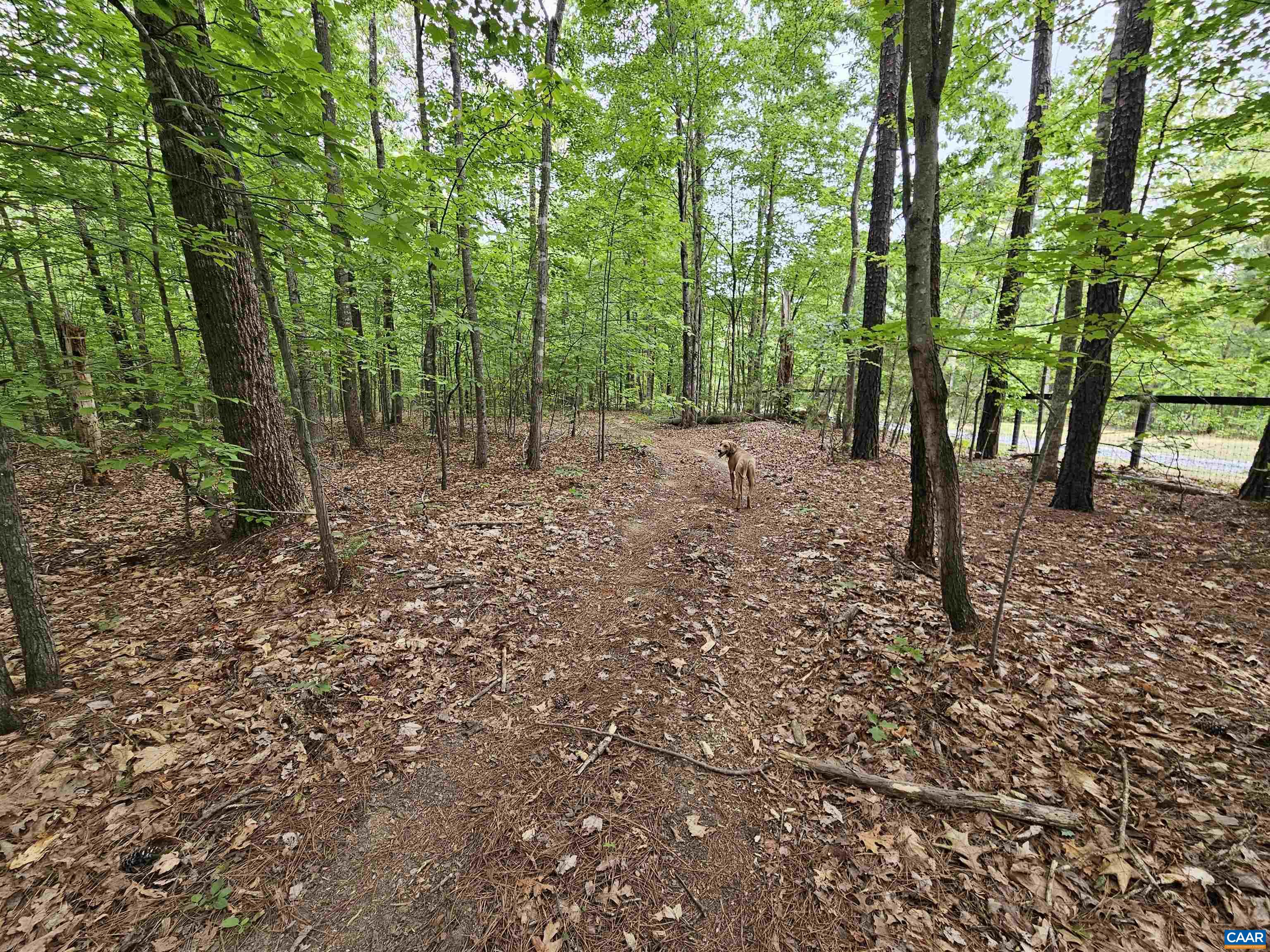 981 Scotts Bottom Road Dillwyn, VA 23936 - Photo 51 of 62 a view of a forest with trees in the background