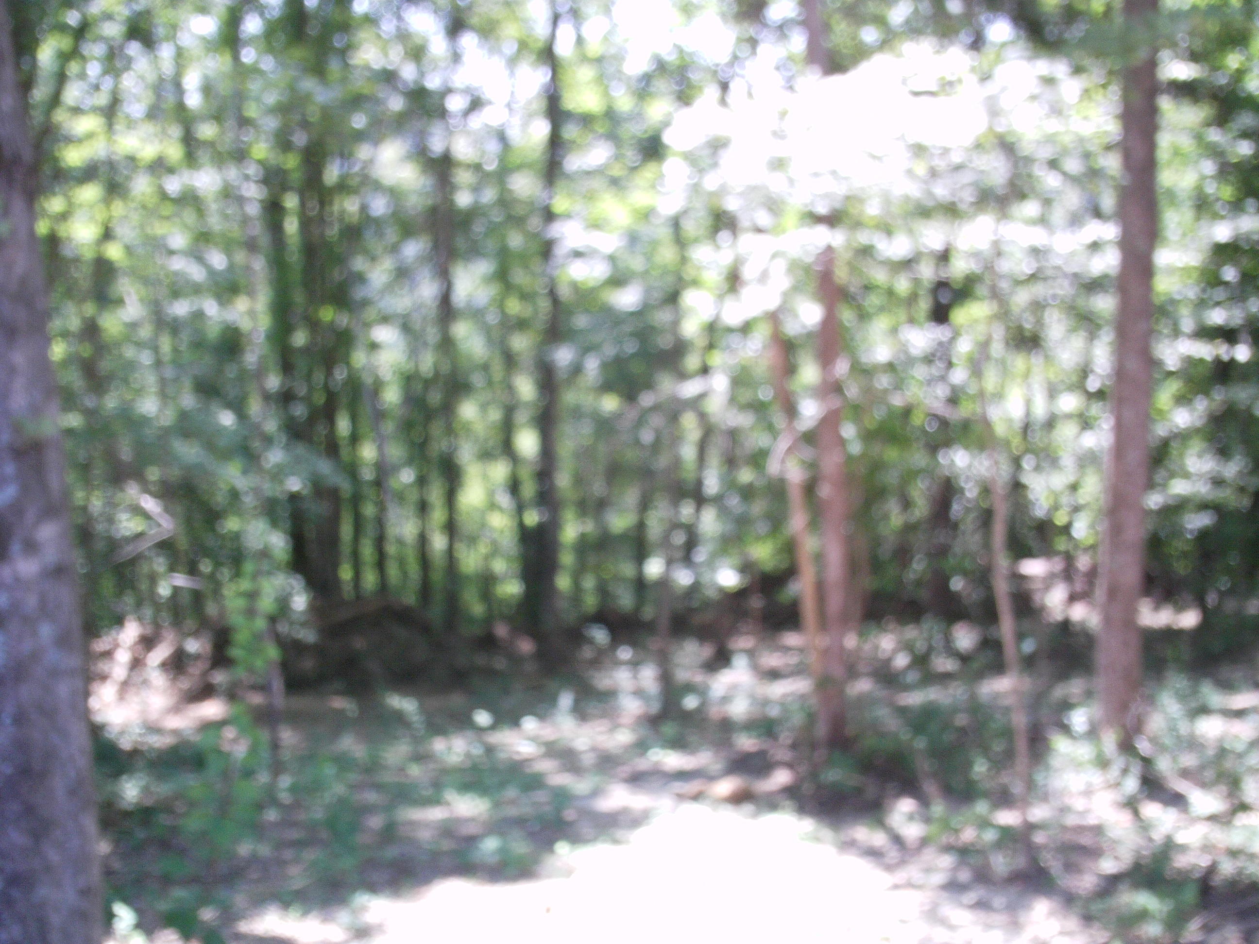 3316 Shagbark Road Powell, TN 37849 - Photo 4 of 19 IMAG0952