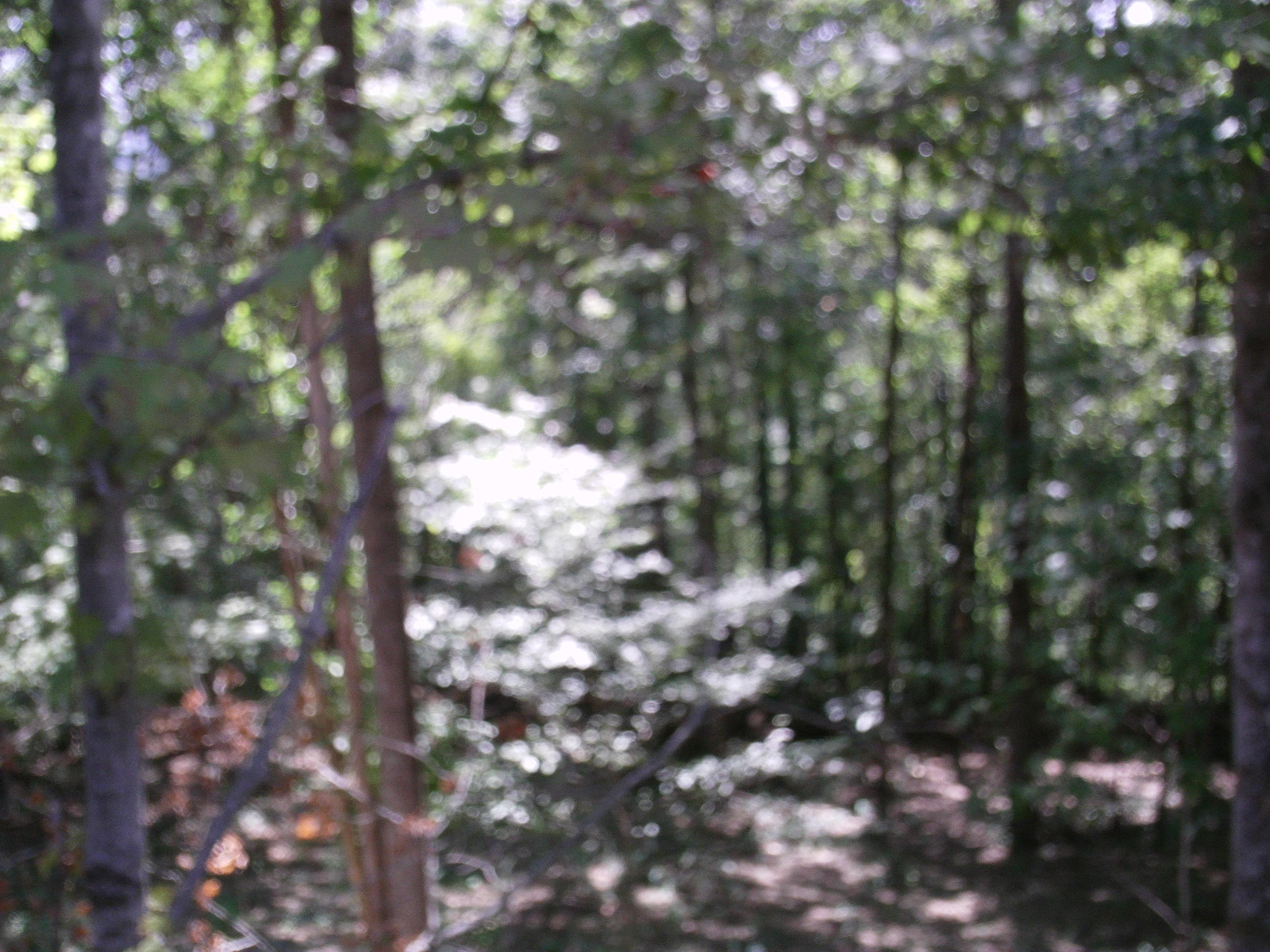 3316 Shagbark Road Powell, TN 37849 - Photo 5 of 19 IMAG0953